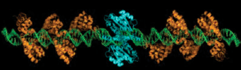 Imagen: La TALEN encuentra su sitio objetivo en el genoma humano mediante la unión al ADN, que se muestra en verde, con una proteína de reconocimiento del ADN diseñada, que se muestra en naranja. Una vez que la proteína encuentra su sitio objetivo, el ADN es modificado por el dominio enzimático de la proteína que se muestra en azul (Fotografía cortesía del Dr. Charles Gersbach, Universidad de Duke).